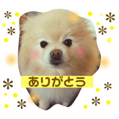 [LINEスタンプ] ポメラニアンのルイ