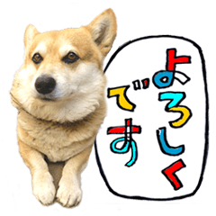 [LINEスタンプ] 愉快なコーギー犬の毎日2