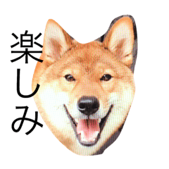 [LINEスタンプ] わんぱくコロたん 2