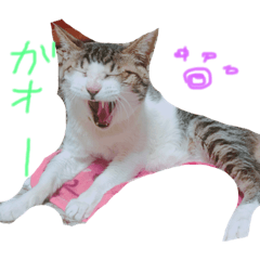 [LINEスタンプ] 私のねこスタンプ