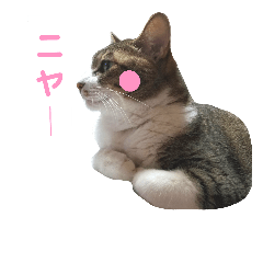 [LINEスタンプ] にゃんこのポプリ★