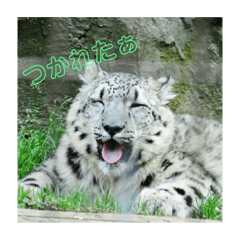 [LINEスタンプ] かわいいフクくんのスタンプ第1弾