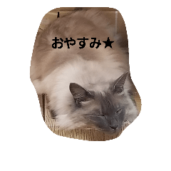 [LINEスタンプ] モカの気持ち