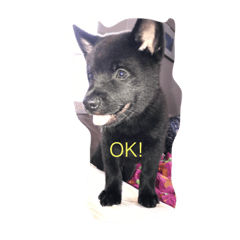 [LINEスタンプ] 愛犬シリーズ♡