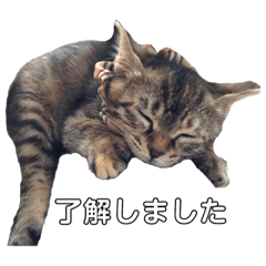 [LINEスタンプ] みぃちゃん子猫スタンプ