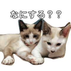 [LINEスタンプ] こむぎちゃんとぽんずくん