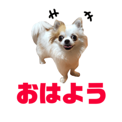 [LINEスタンプ] りんぴち