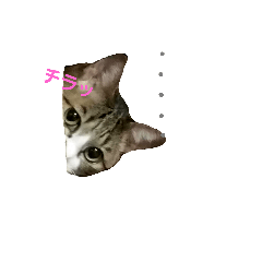 [LINEスタンプ] にゃんこのポプリ＆チビ