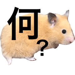 [LINEスタンプ] キンクマハムスター クールハム