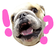 [LINEスタンプ] なんとも言えない表情をするワンコ