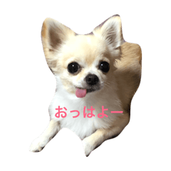 [LINEスタンプ] suzu_chiaki