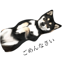 [LINEスタンプ] 黒柴犬 花ちゃん