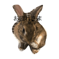 [LINEスタンプ] mojoスタンプ