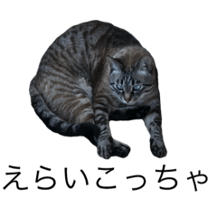 [LINEスタンプ] 猫  ピマメイ