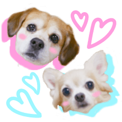 [LINEスタンプ] チャイ時々モカ。