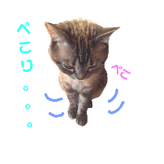 [LINEスタンプ] にゃんこのチビくん