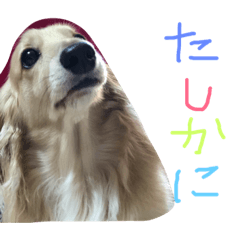 [LINEスタンプ] ゆきの日常生活7