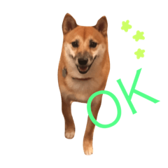 [LINEスタンプ] 柴犬のてんちゃん
