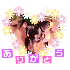 [LINEスタンプ] かわいいワンコ達