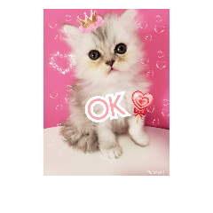 [LINEスタンプ] うちのにゃんこちゃん達