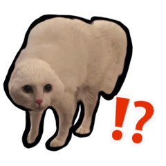 [LINEスタンプ] ニギハヤミコハクヌコ