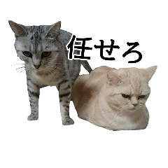 [LINEスタンプ] しおとまめ(猫)