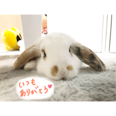 [LINEスタンプ] みみとここの日常