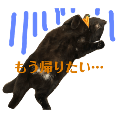 [LINEスタンプ] うちのねこといぬ