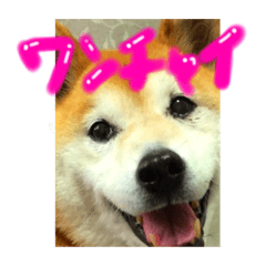 [LINEスタンプ] ちゃみスタンプ②