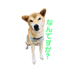 [LINEスタンプ] ぱんチャン