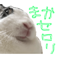 [LINEスタンプ] うさぎのおマメ