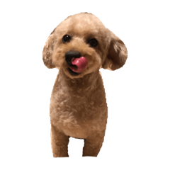 [LINEスタンプ] うちの可愛いシェリーちゃん