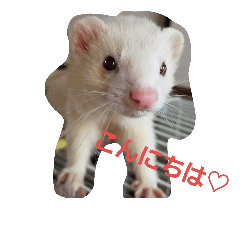[LINEスタンプ] 可愛いフェレ♡