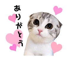 [LINEスタンプ] ねこの「ゆにちゃん」