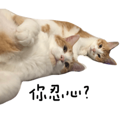 [LINEスタンプ] 宝哥猫