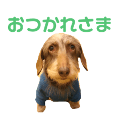 [LINEスタンプ] マロンの毎日スタンプ