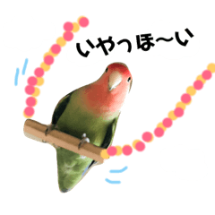 [LINEスタンプ] コザクラインコのキャンディくん2