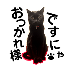 [LINEスタンプ] わが家の猫ばかり