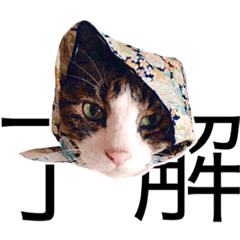 [LINEスタンプ] Kijicat