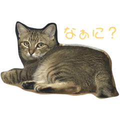 [LINEスタンプ] 二花ちゃんのツンツンスタンプ
