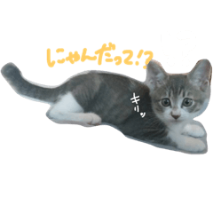[LINEスタンプ] もにゅのスタンプ