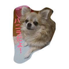 [LINEスタンプ] チワワ♡banira