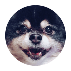 [LINEスタンプ] ポメラニアン(犬)