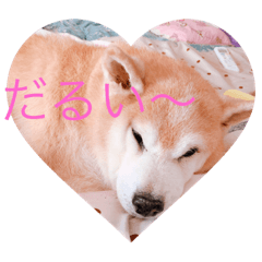 [LINEスタンプ] 柴犬りゅうちゃん
