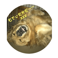[LINEスタンプ] ゴールデンなペロ
