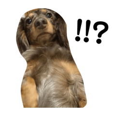 [LINEスタンプ] モカです