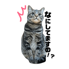 [LINEスタンプ] レオちゃんのスタンプ