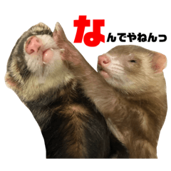 [LINEスタンプ] I LOVE FERRET 12 フェレット