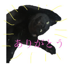 [LINEスタンプ] ねこびい