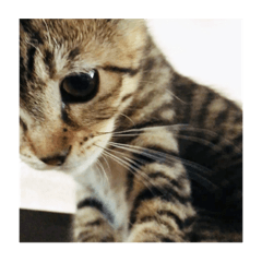 [LINEスタンプ] たちつてとむたろう